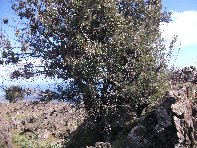 iara Scorciavacca-20110306 120